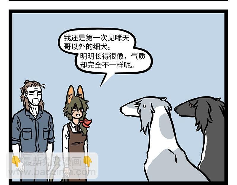 第355话 细犬