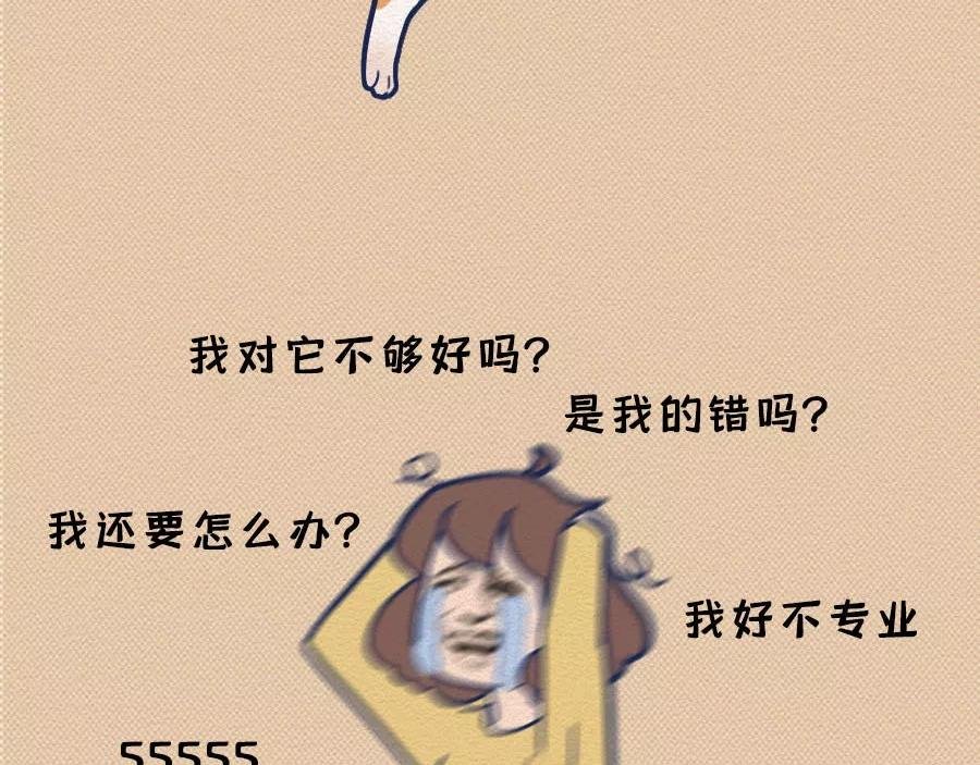 第17话：我们为什么沉迷撸猫？