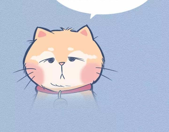 第19话：有些猫撸着撸着就没了