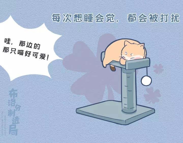 第19话：有些猫撸着撸着就没了