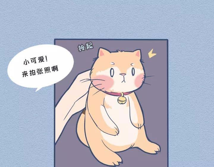 第19话：有些猫撸着撸着就没了