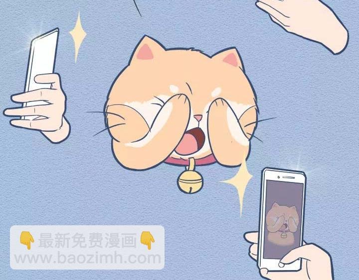 第19话：有些猫撸着撸着就没了
