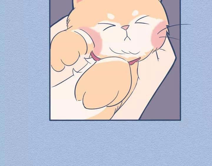 第19话：有些猫撸着撸着就没了