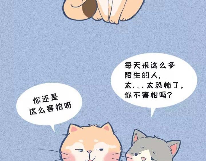 第19话：有些猫撸着撸着就没了
