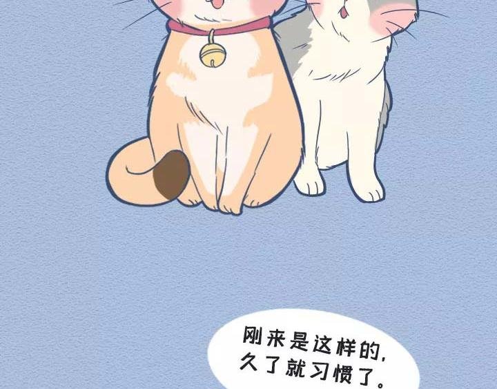 第19话：有些猫撸着撸着就没了
