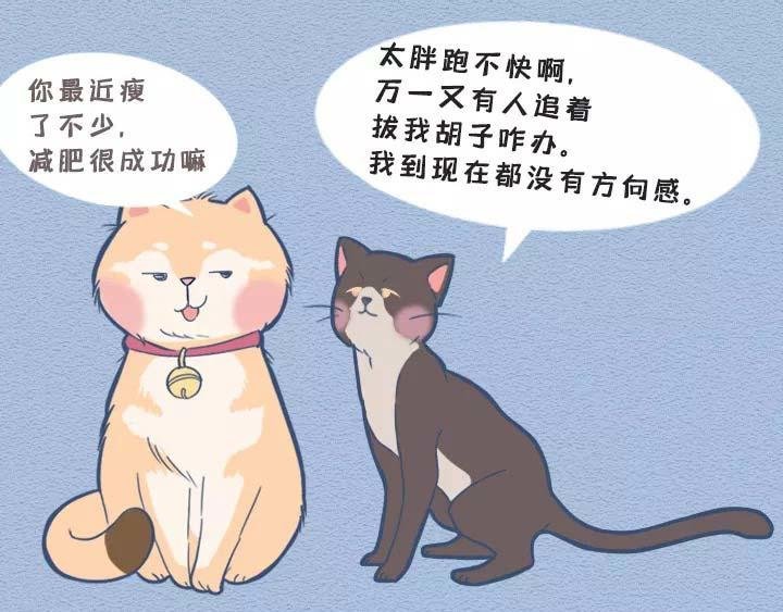 第19话：有些猫撸着撸着就没了