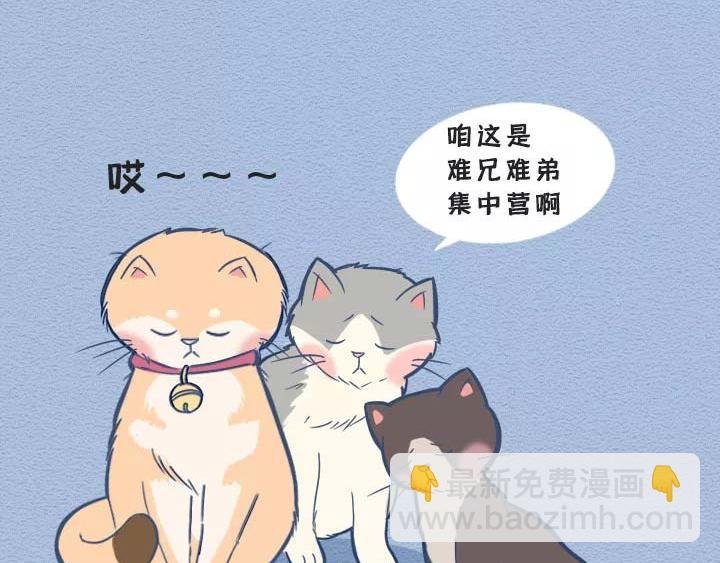 第19话：有些猫撸着撸着就没了