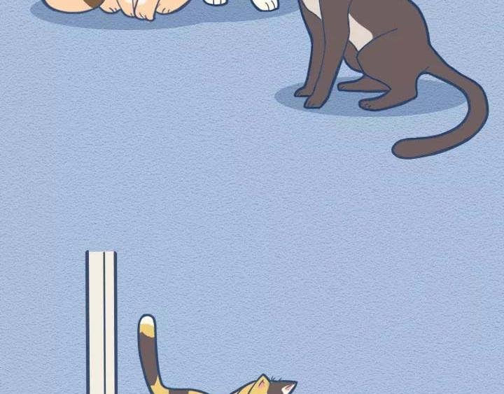 第19话：有些猫撸着撸着就没了