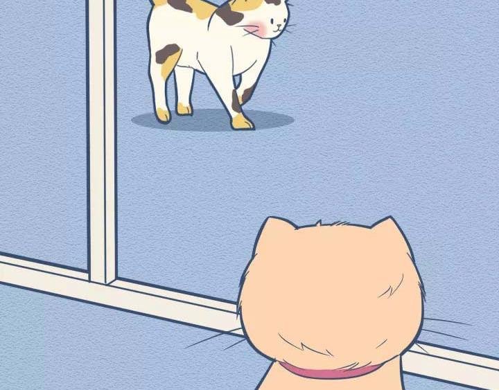 第19话：有些猫撸着撸着就没了