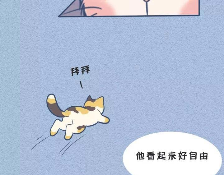 第19话：有些猫撸着撸着就没了