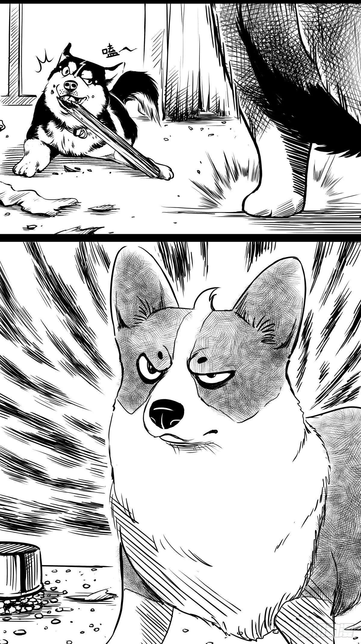 家里有矿啊，敢养哈士奇？