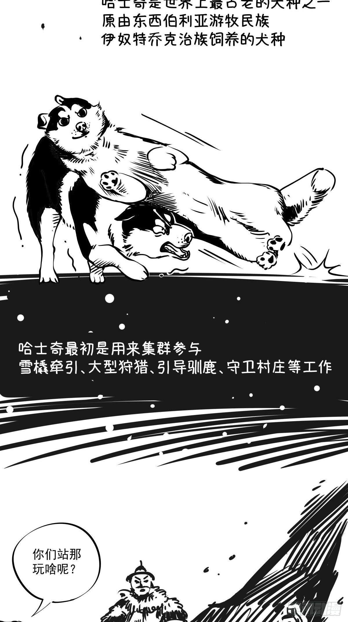 家里有矿啊，敢养哈士奇？