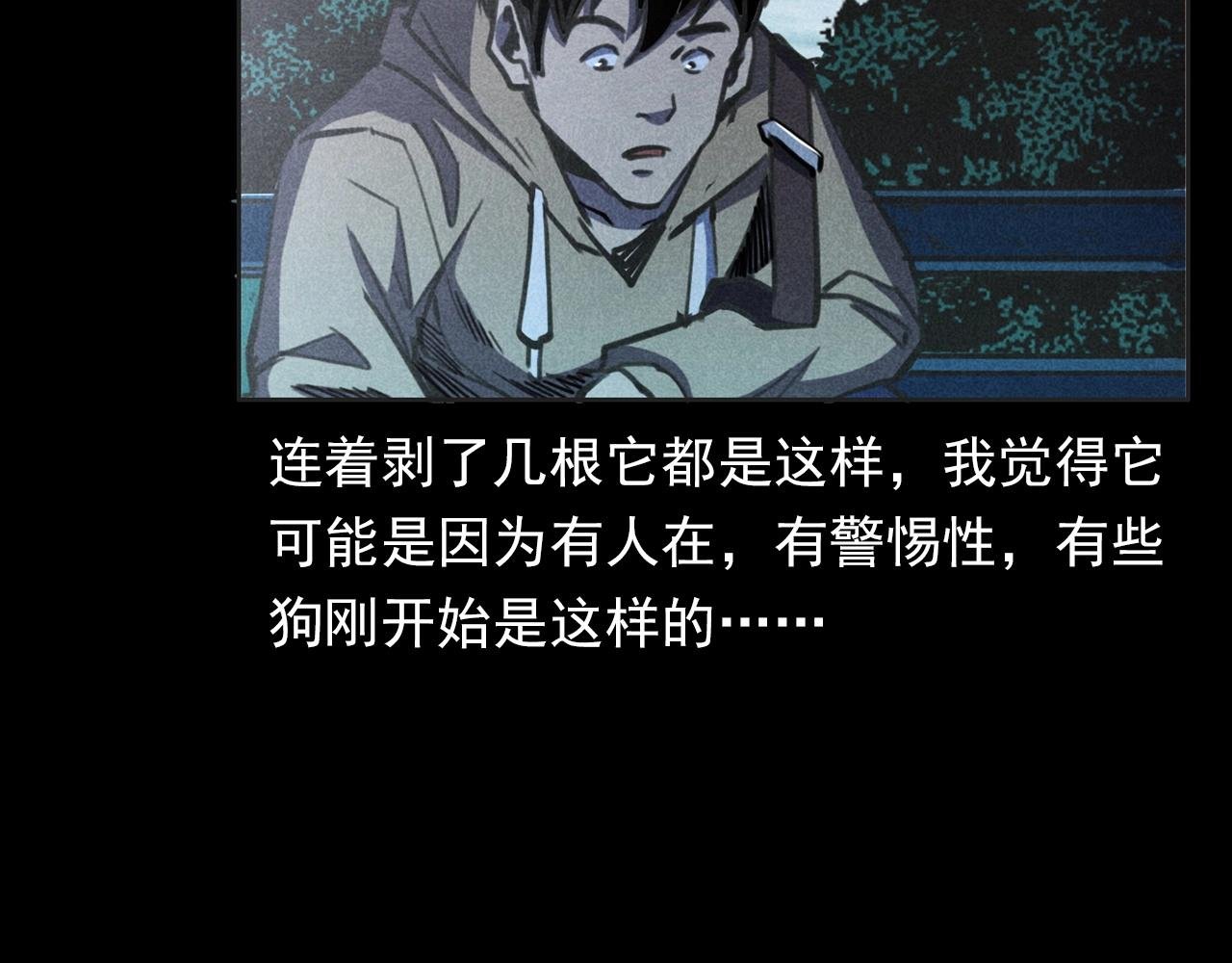 第352话 流浪狗