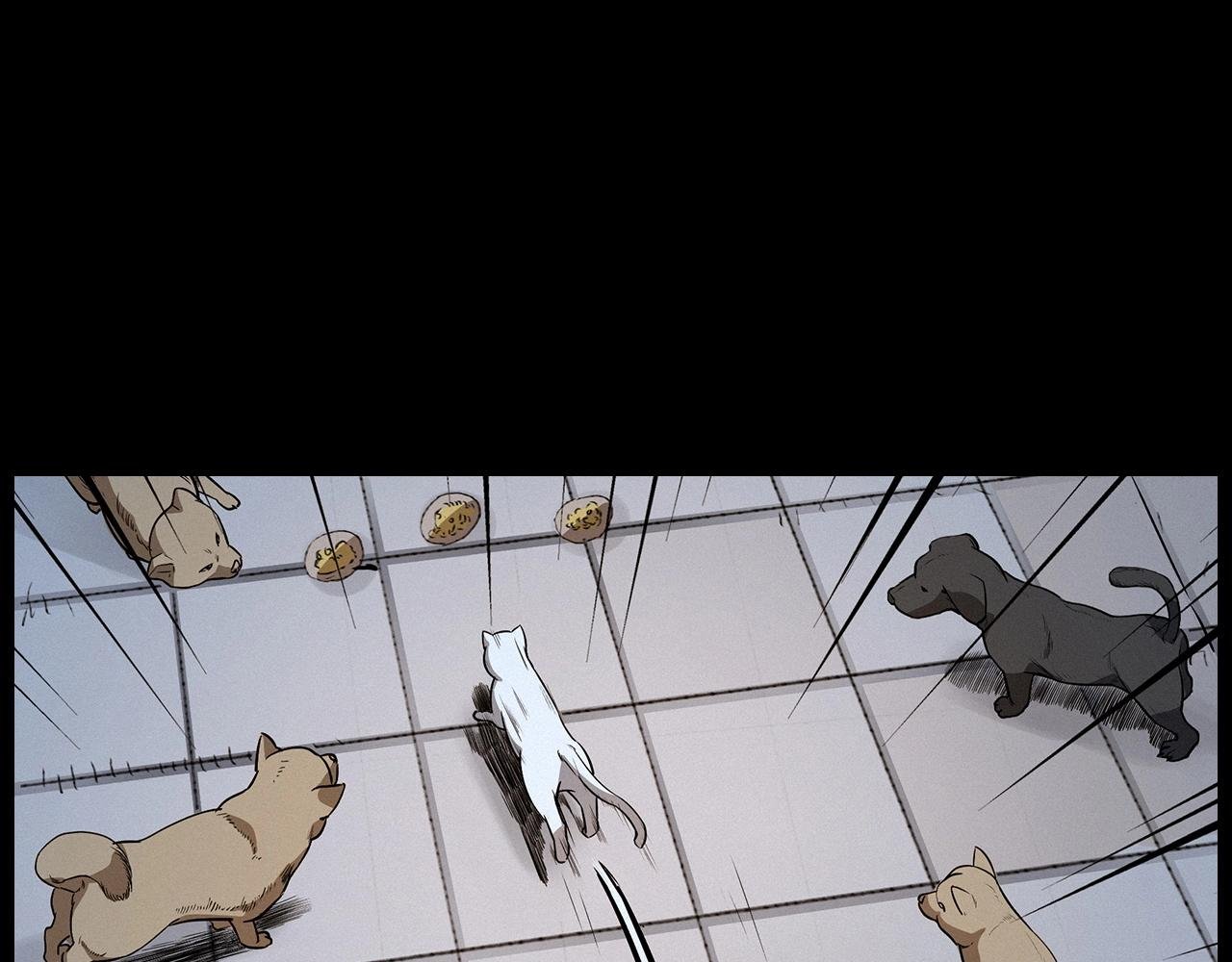 第412话 双瞳猫