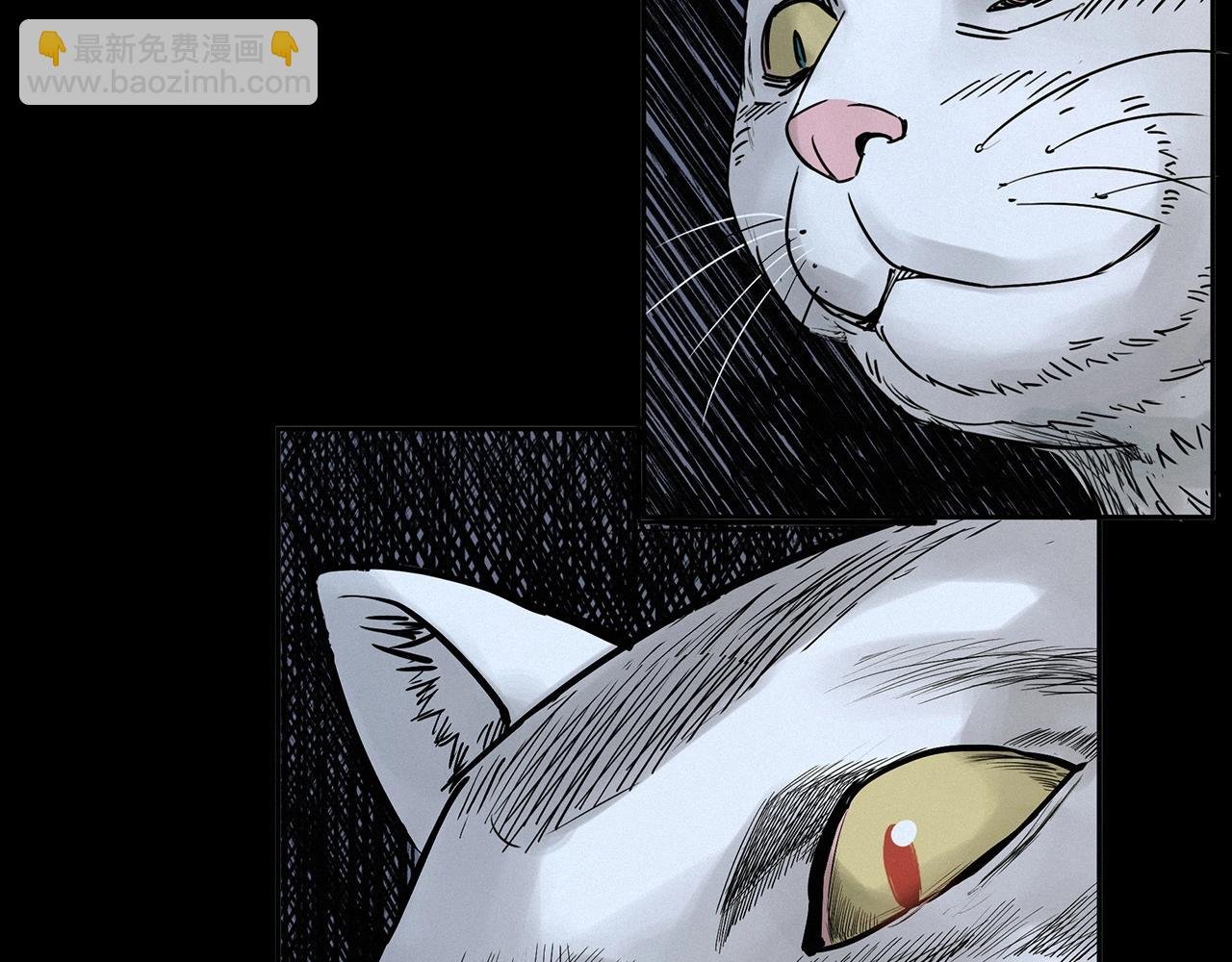 第412话 双瞳猫
