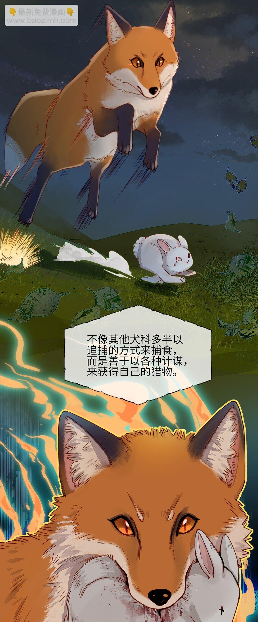 001 狐狸