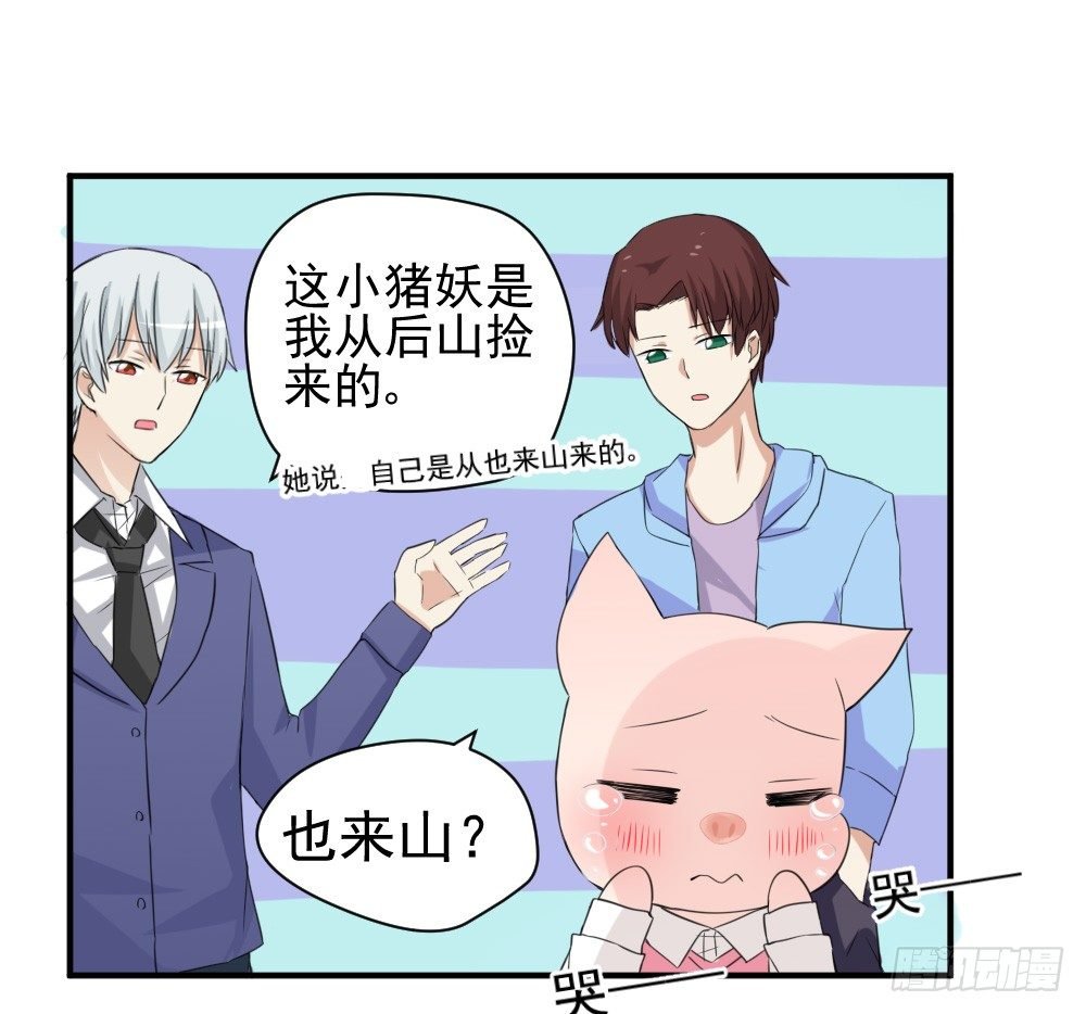 只能做猪猪