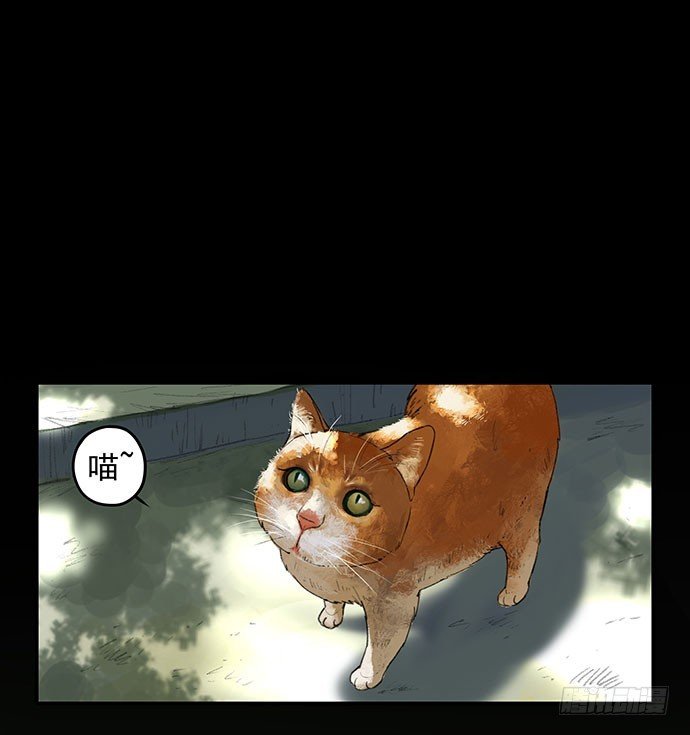 猫-1