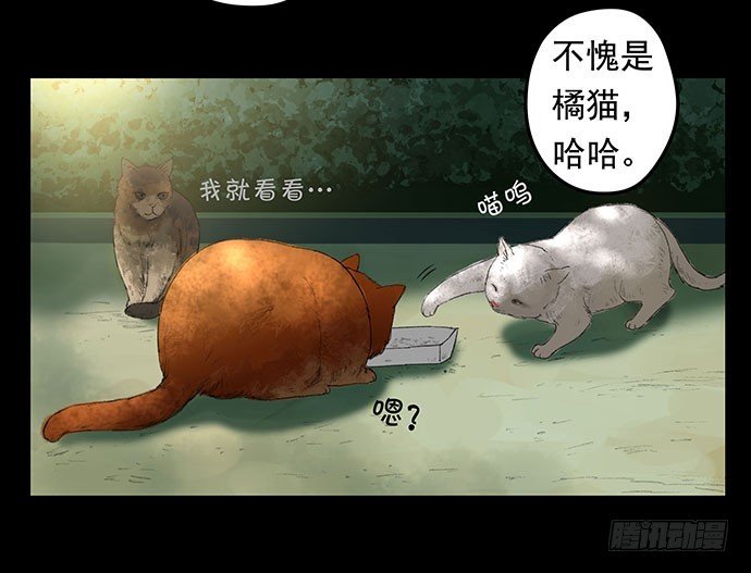 猫-1