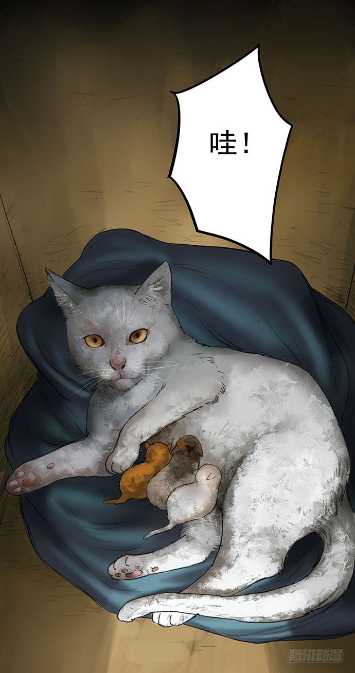 猫-1