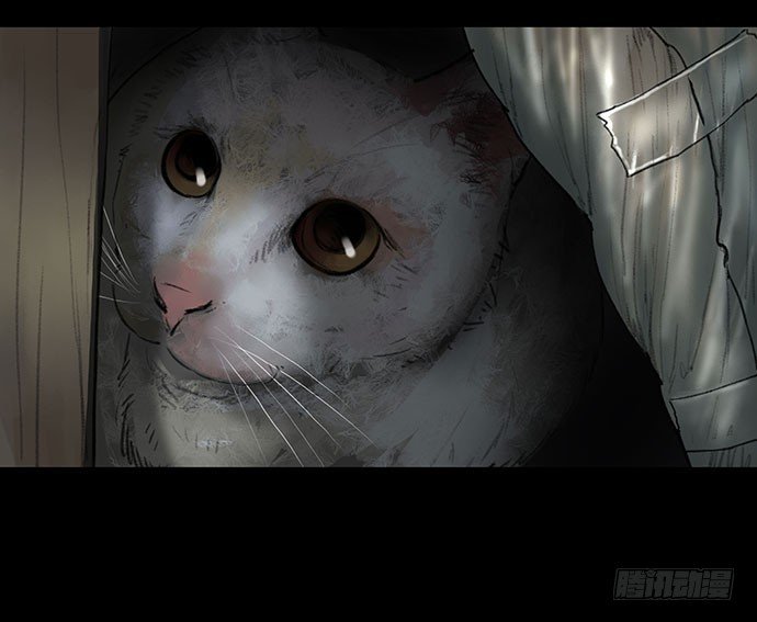 猫-1