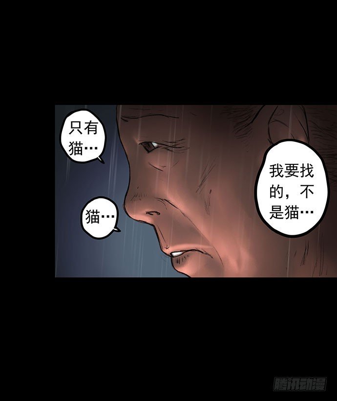 猫-1