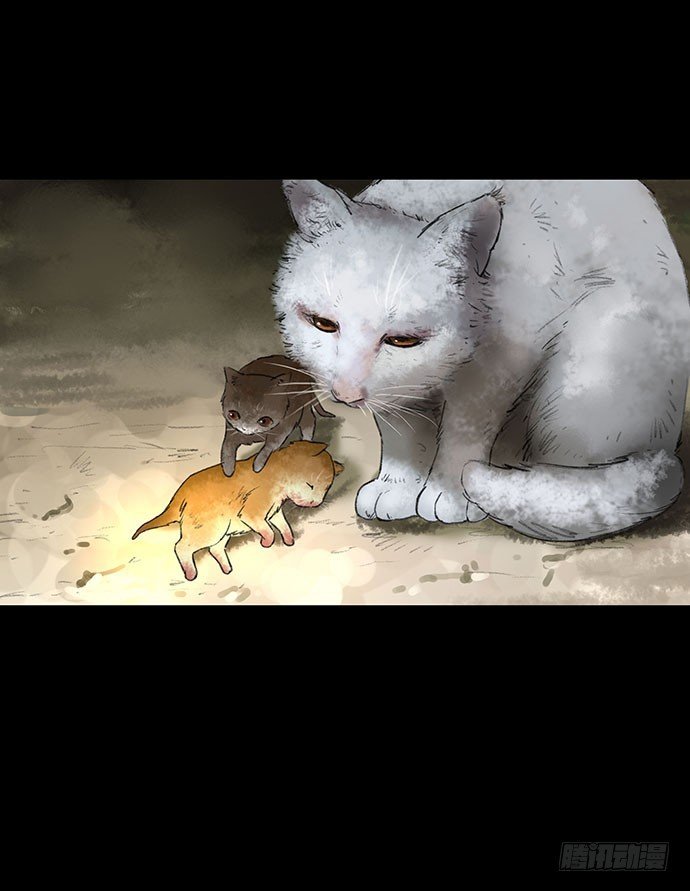 猫-2
