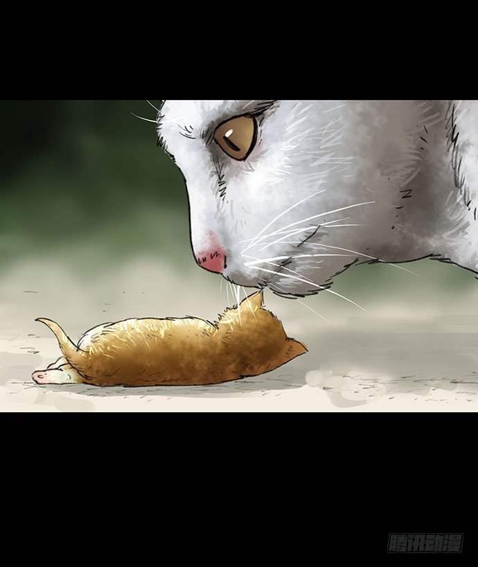 猫-2