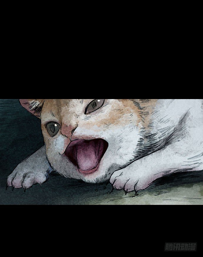 猫-3