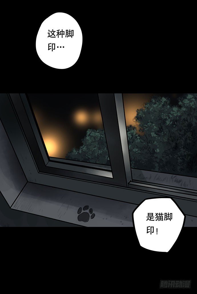猫-3