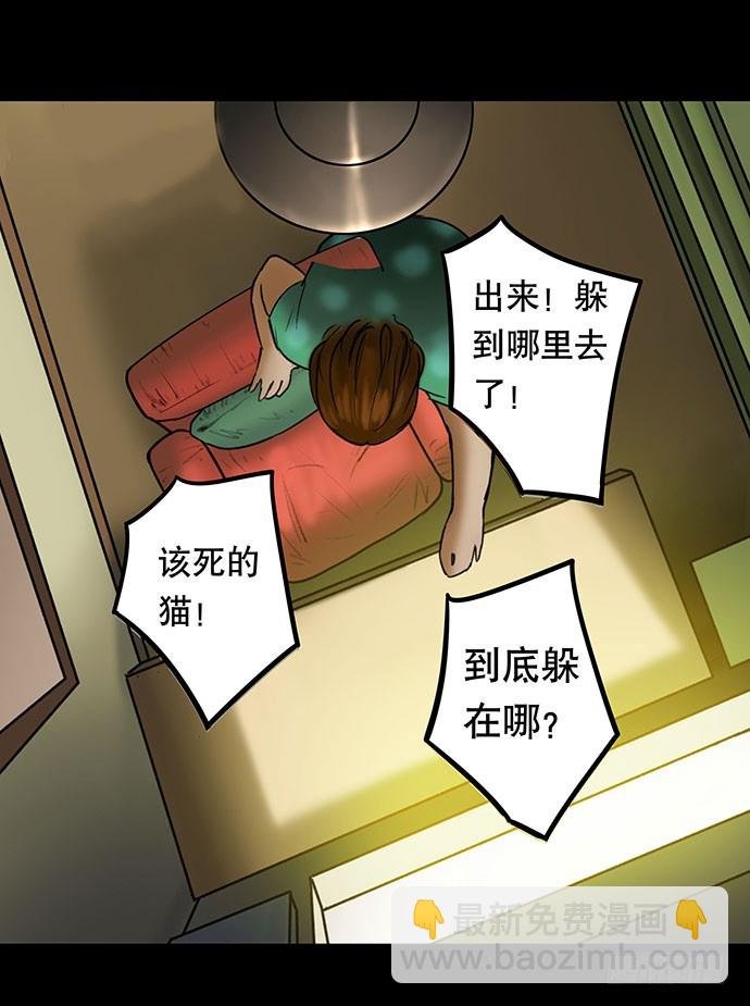 猫-3