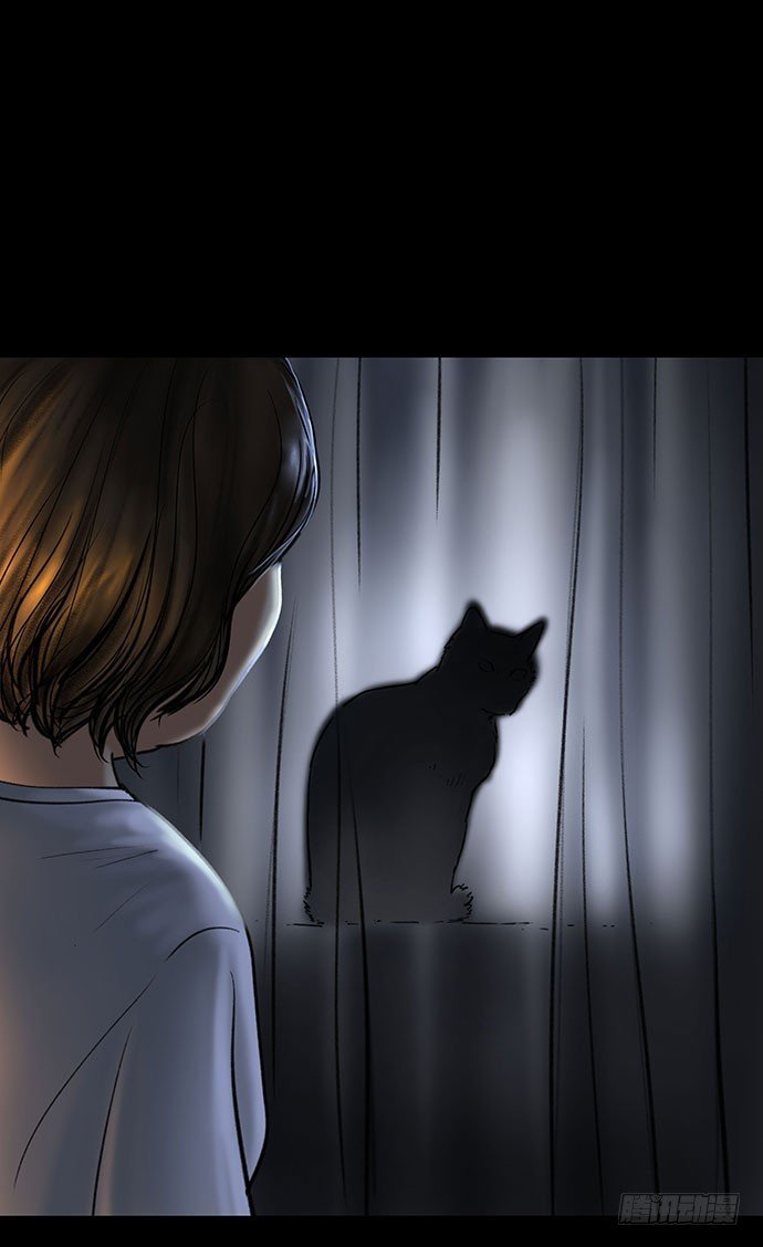 猫-4