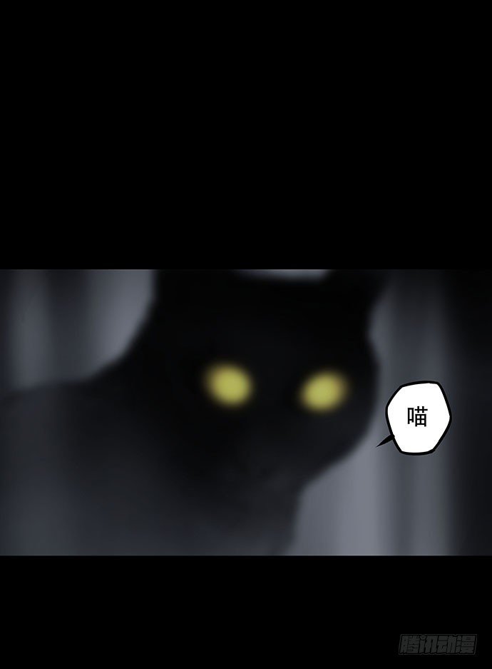 猫-4
