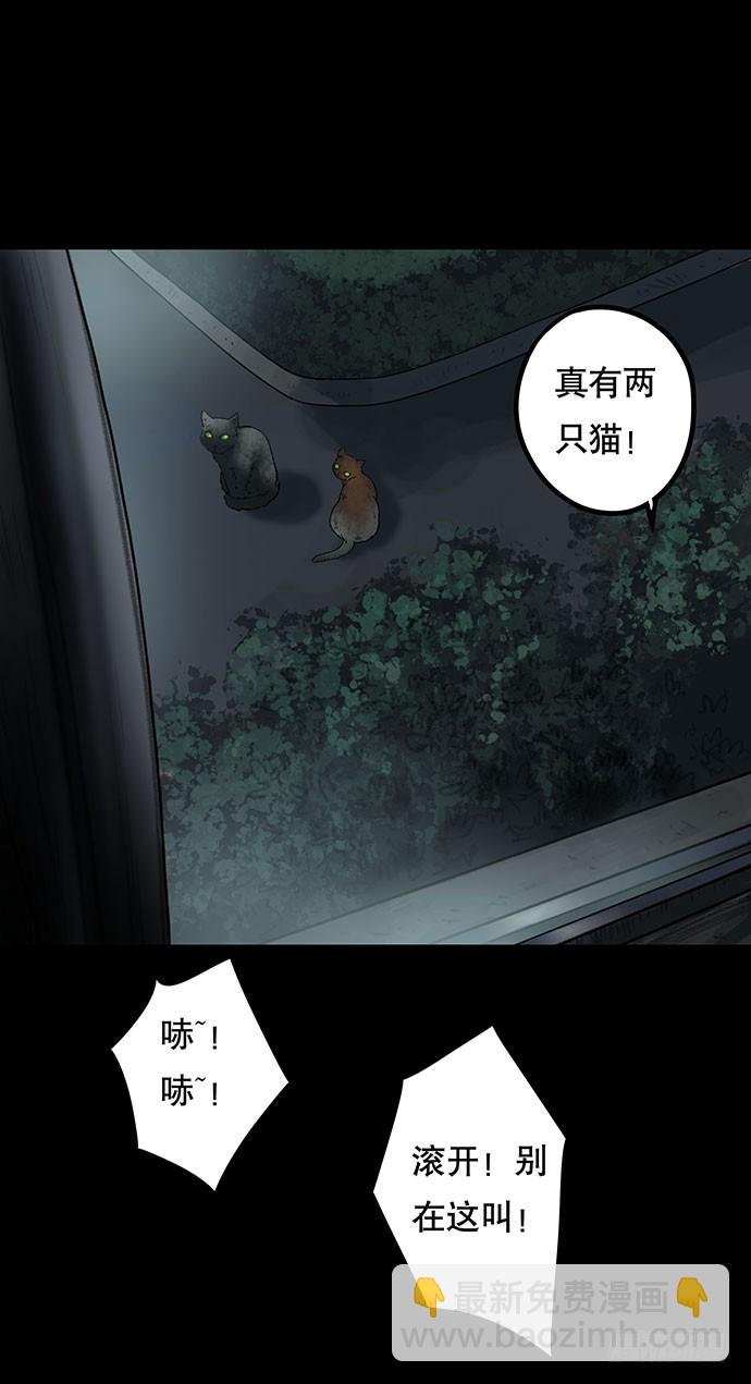 猫-4