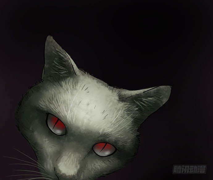 猫-4