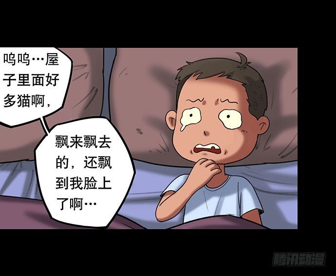 猫-4