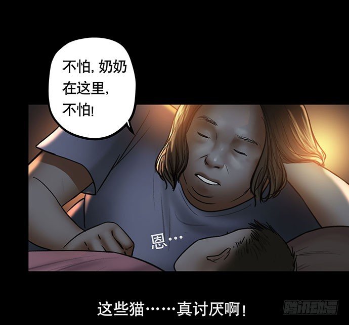猫-4