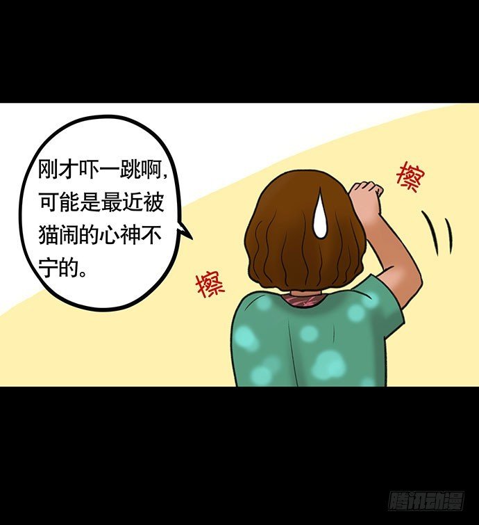 猫-4