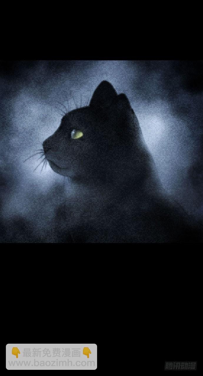 猫-5