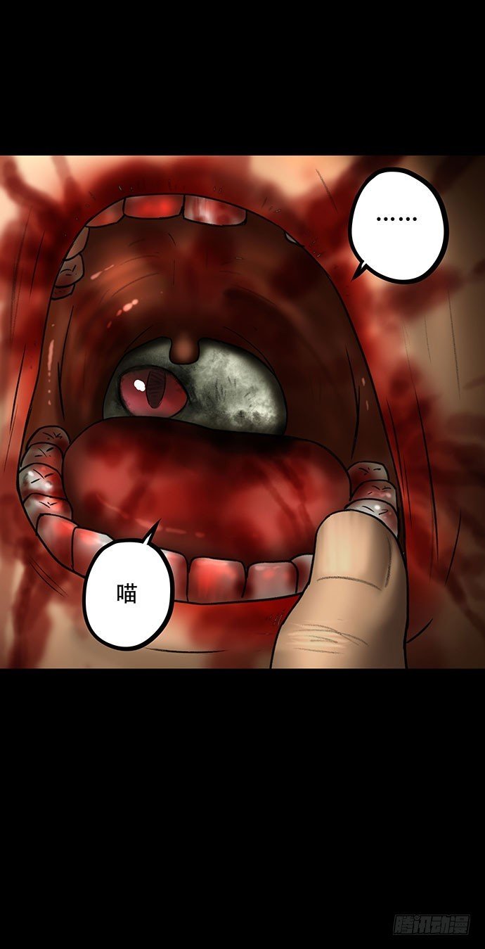猫-5