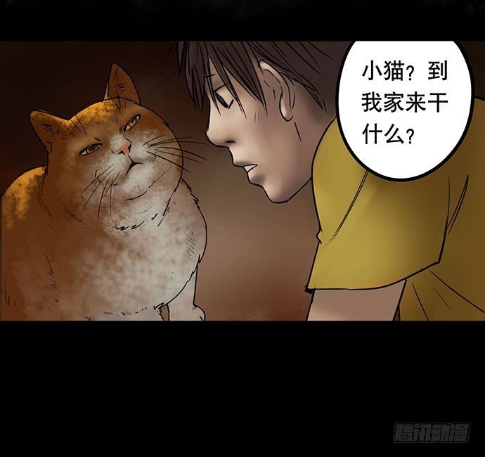 猫-5