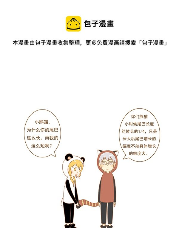 小熊猫