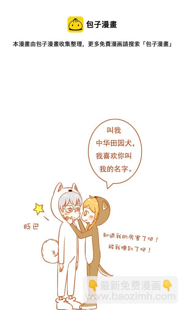 田园犬
