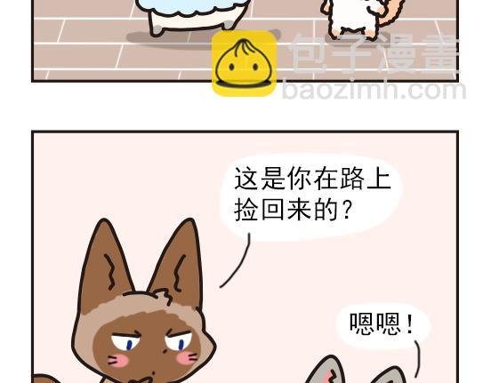 猫崽篇系列一