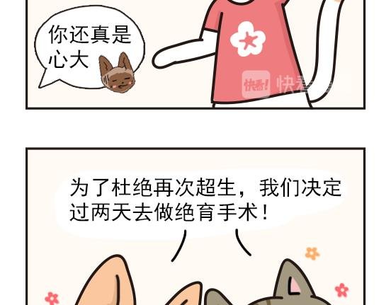 猫崽篇系列二