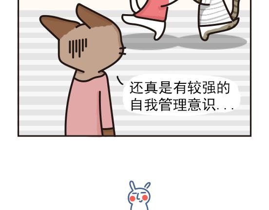 猫崽篇系列二