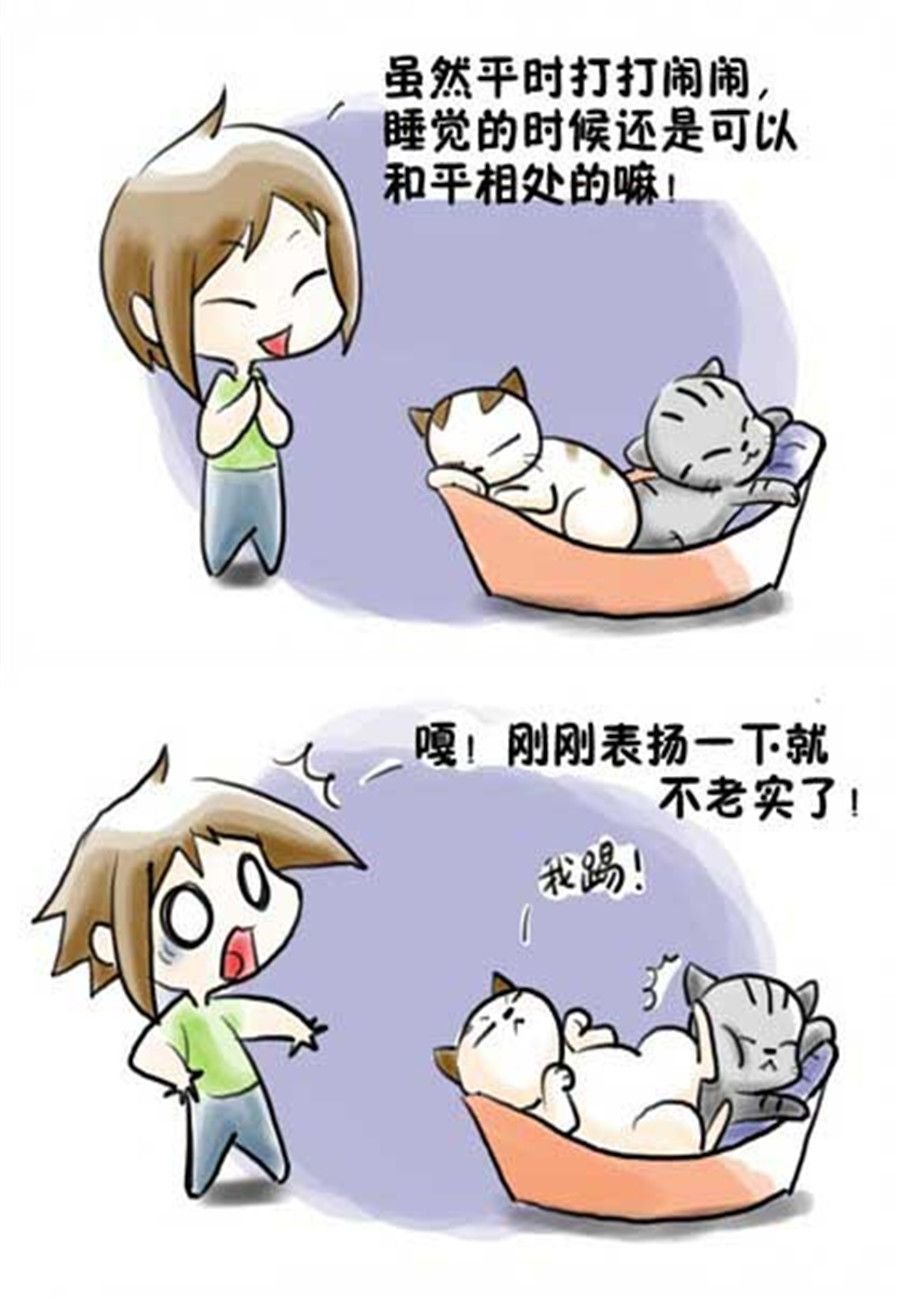 喵喵家族 第14集