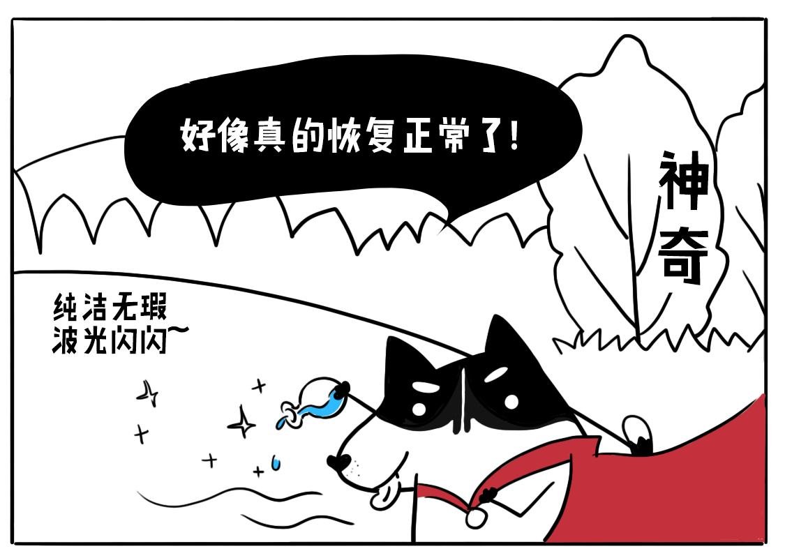 01：神犬当当闪亮登场