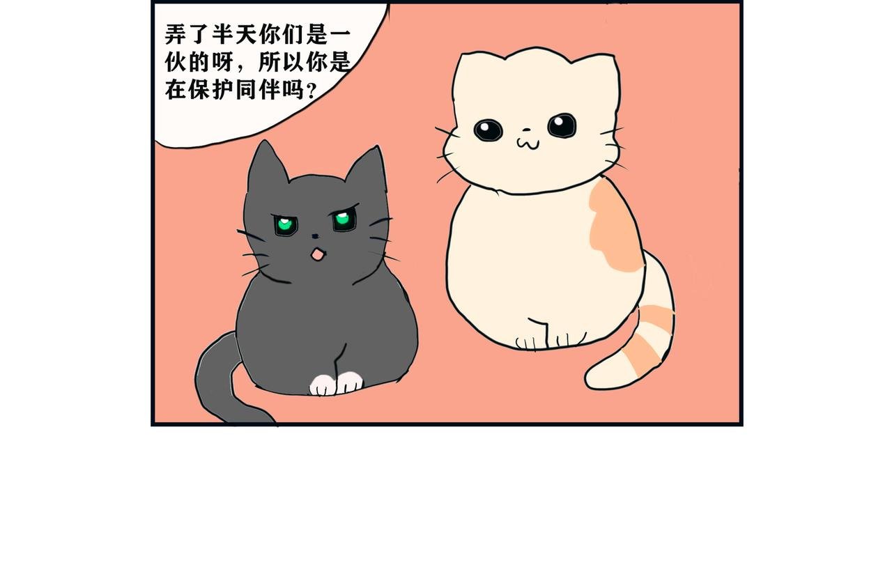 疫情和猫咪
