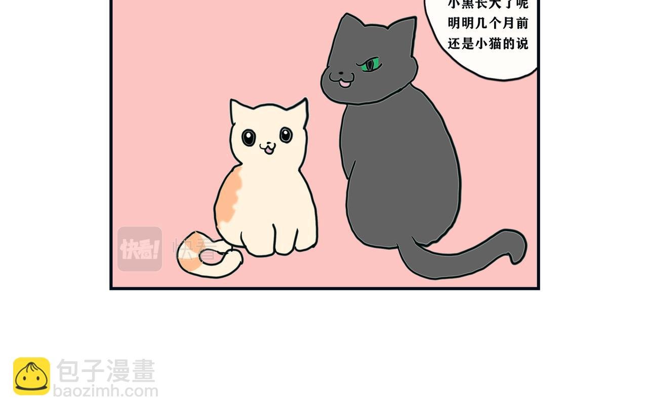 疫情和猫咪